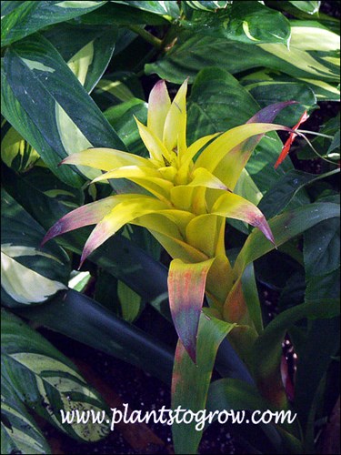 The yellow part we call flowers are really 